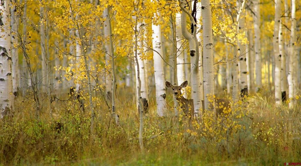 Tbd Buckhorn Mountain Ranch Property Photo 15