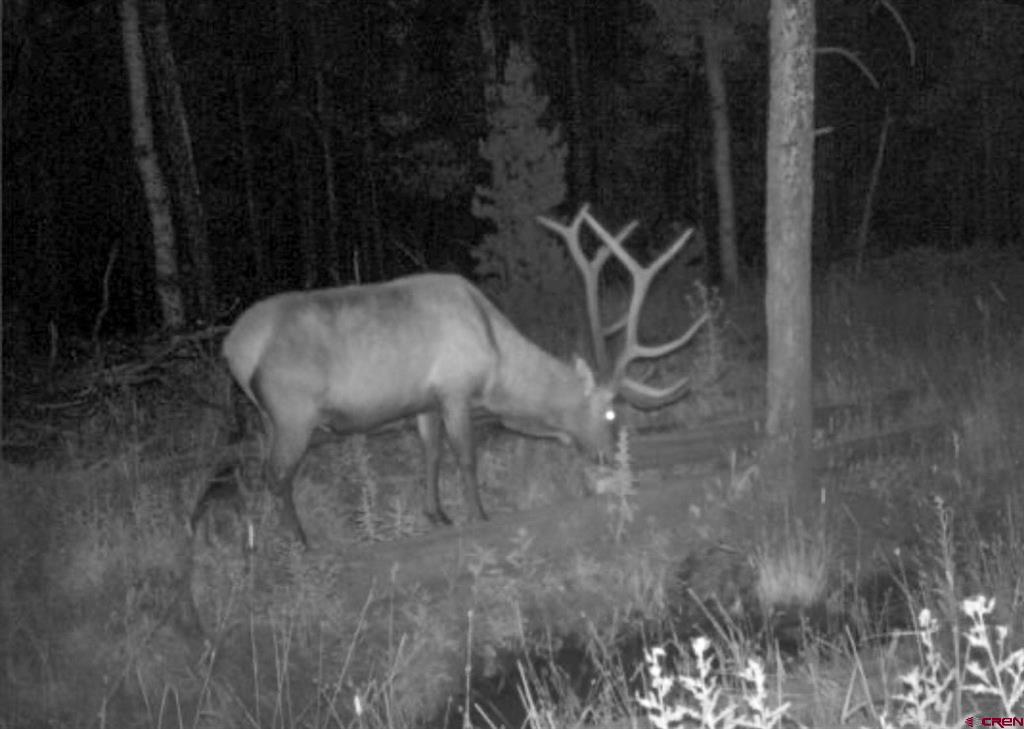 Tbd Buckhorn Mountain Ranch Property Photo 24