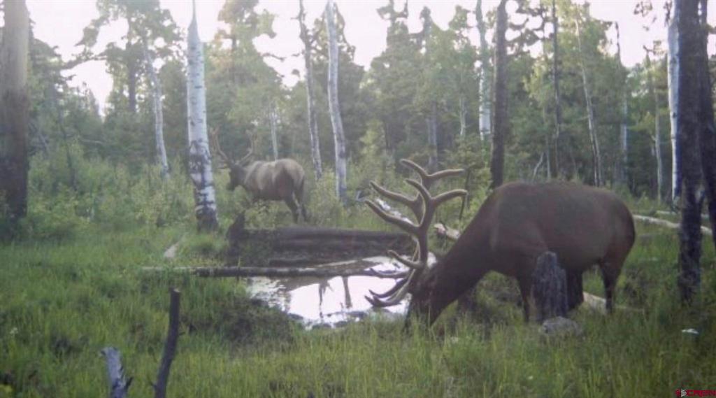 Tbd Buckhorn Mountain Ranch Property Photo 25