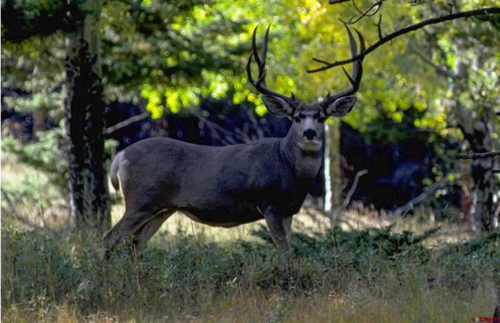 Tbd Buckhorn Mountain Ranch Property Photo 26