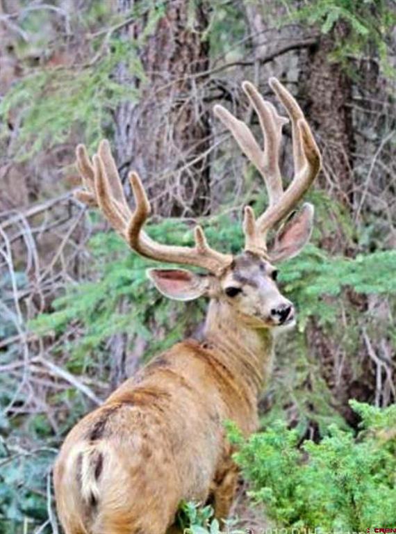 Tbd Buckhorn Mountain Ranch Property Photo 27