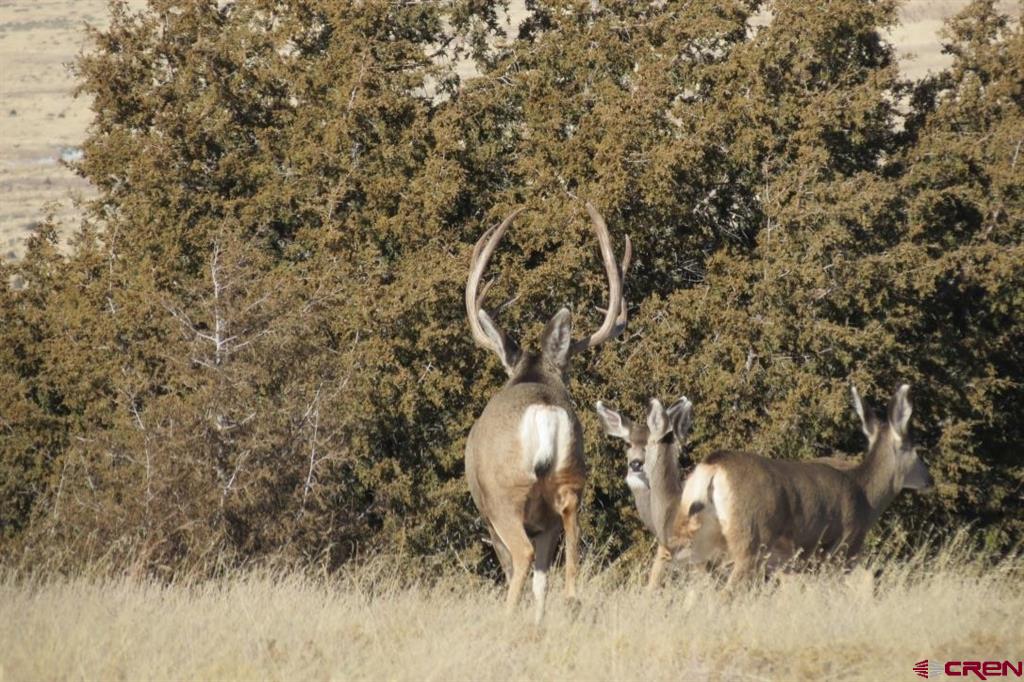 12630 County Road 175 Property Photo 4