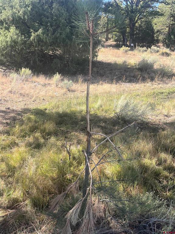 000 Forest Road 19 Road Property Photo 12