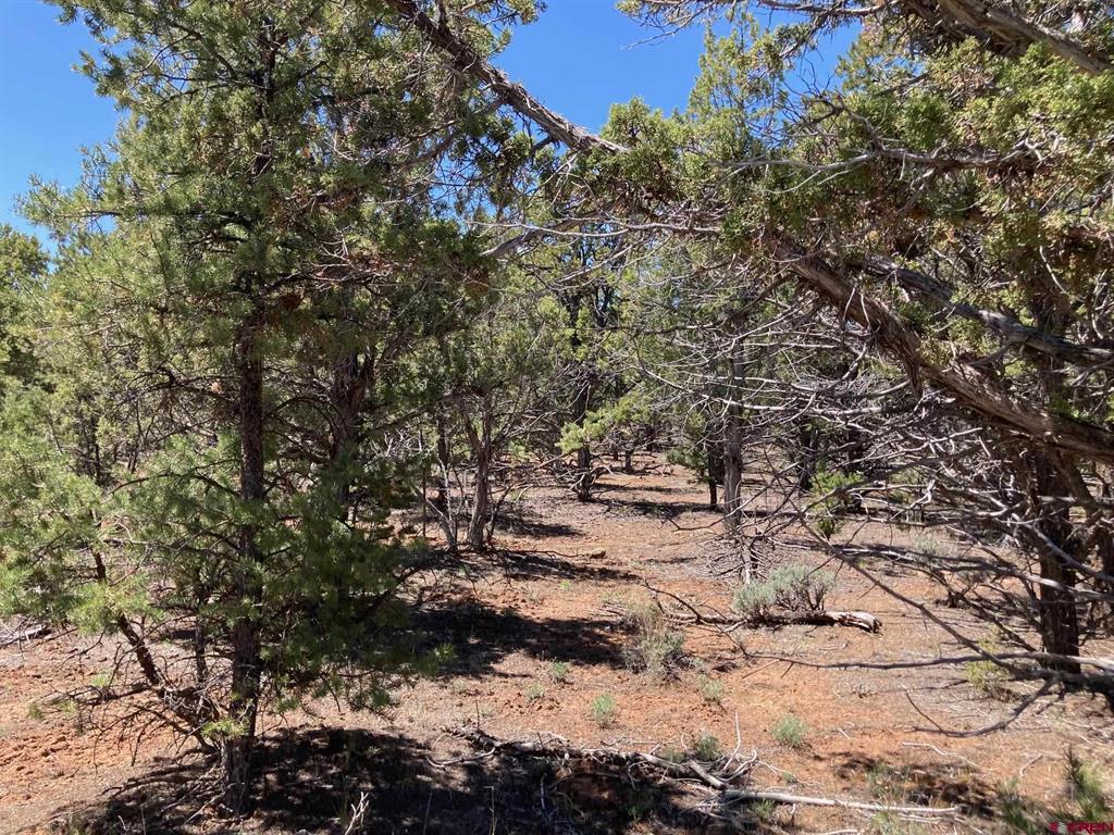Lot 2 (tbd) County Road 22b Property Photo 16