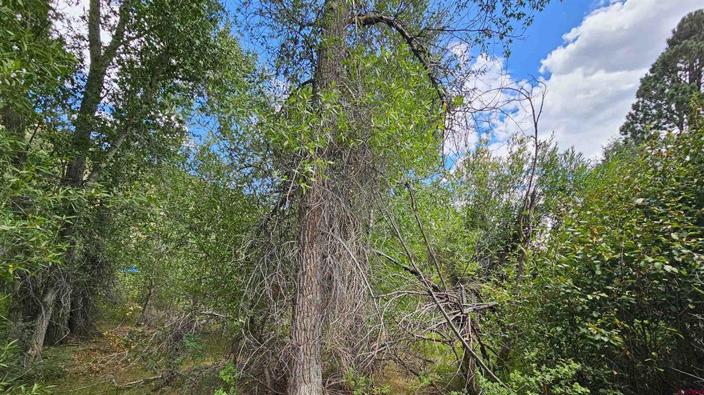175 Bear Cub Hollow Property Photo 31