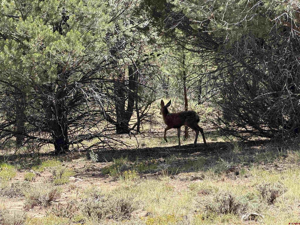 1960 Marmot Drive Property Photo 3