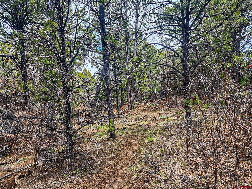 Lot 7 Wild Turkey Lane Property Photo 5