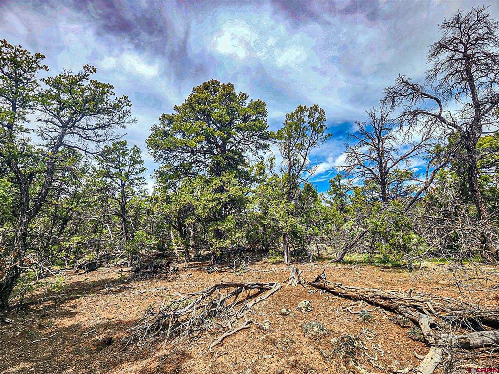 Lot 7 Wild Turkey Lane Property Photo 14