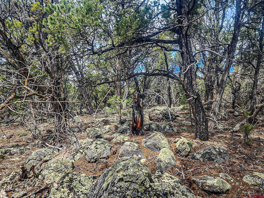 Lot 7 Wild Turkey Lane Property Photo 16