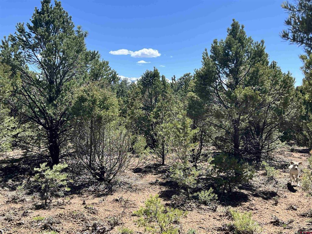 Tbd Canyon Drive Property Photo 14