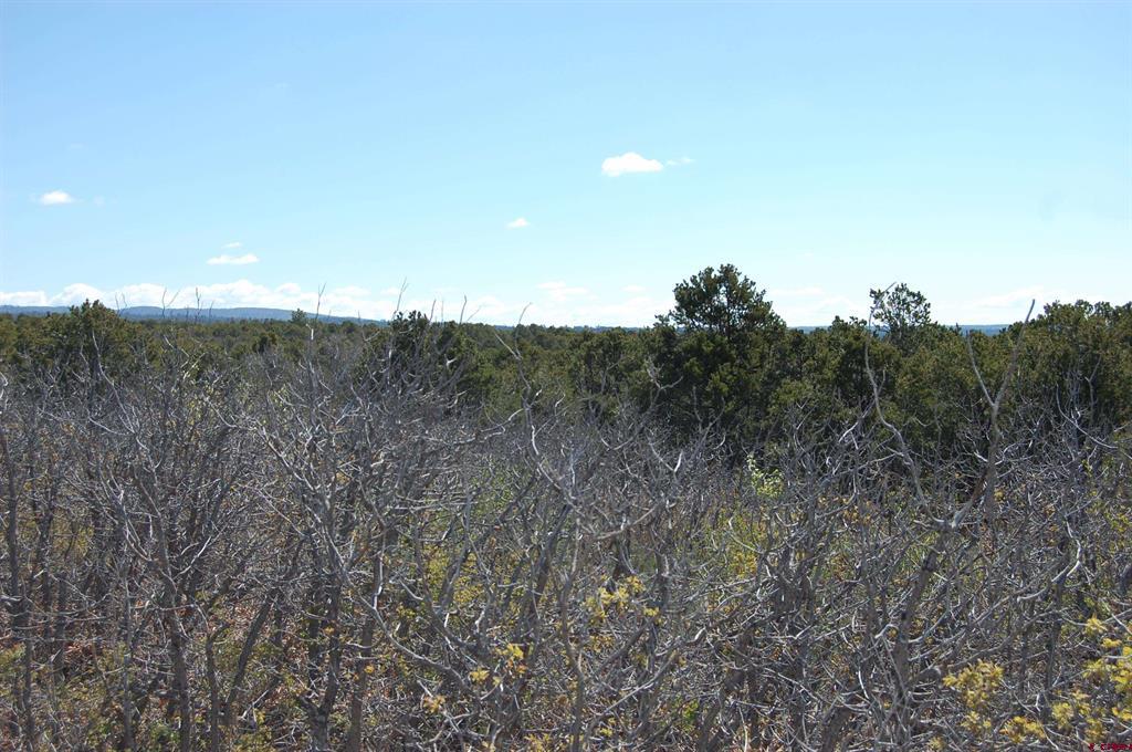 4195 De Oro Way Property Photo 4