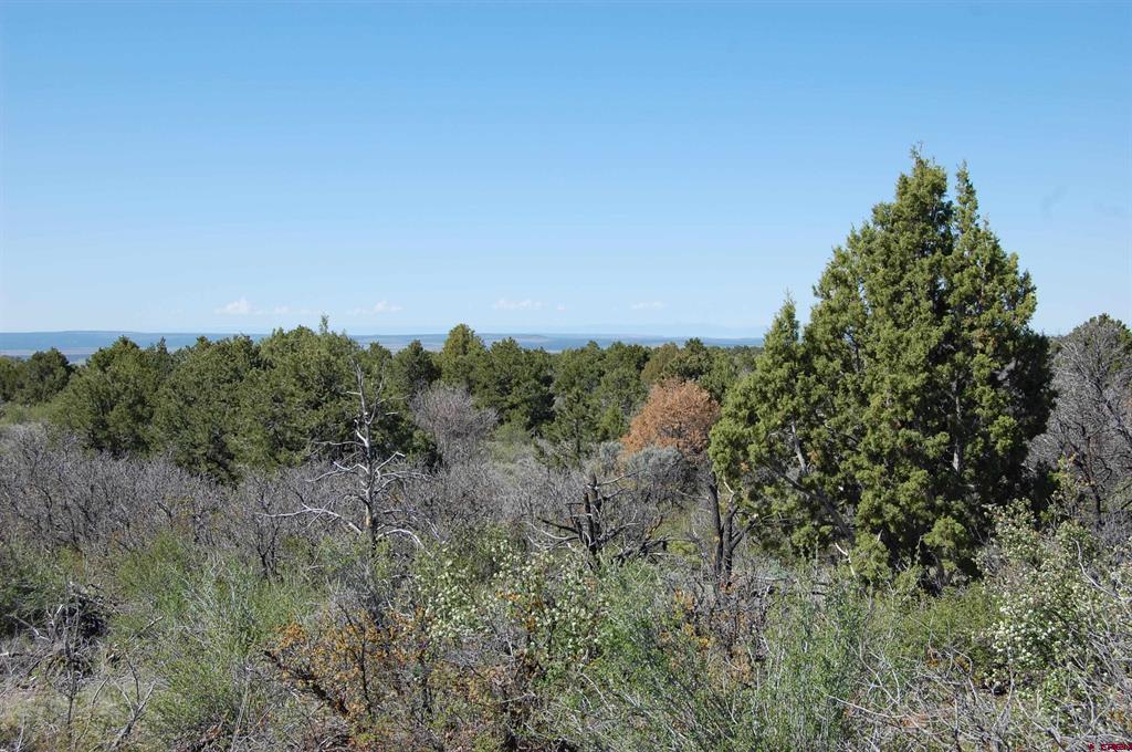 4195 De Oro Way Property Photo 6