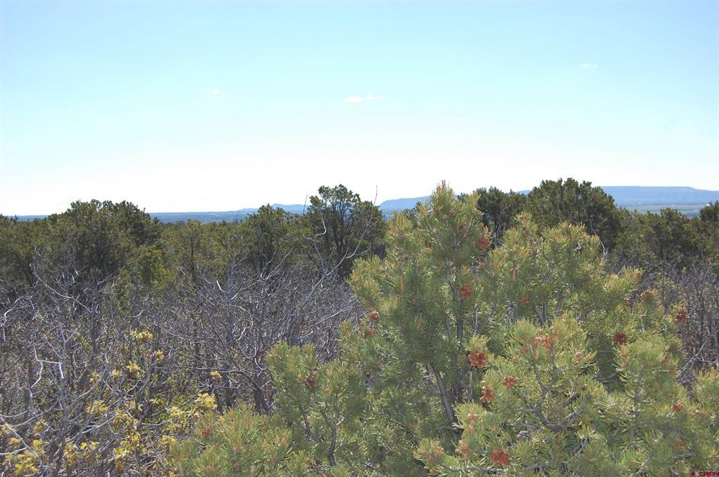4195 De Oro Way Property Photo 8