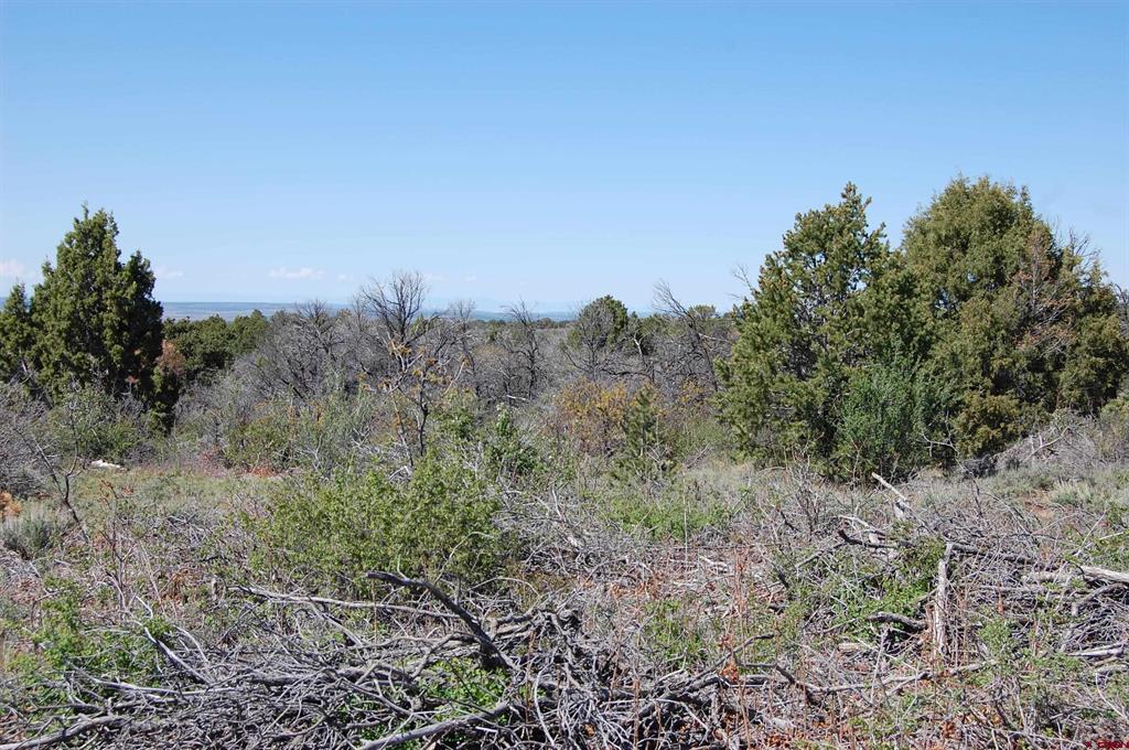 4195 De Oro Way Property Photo 10