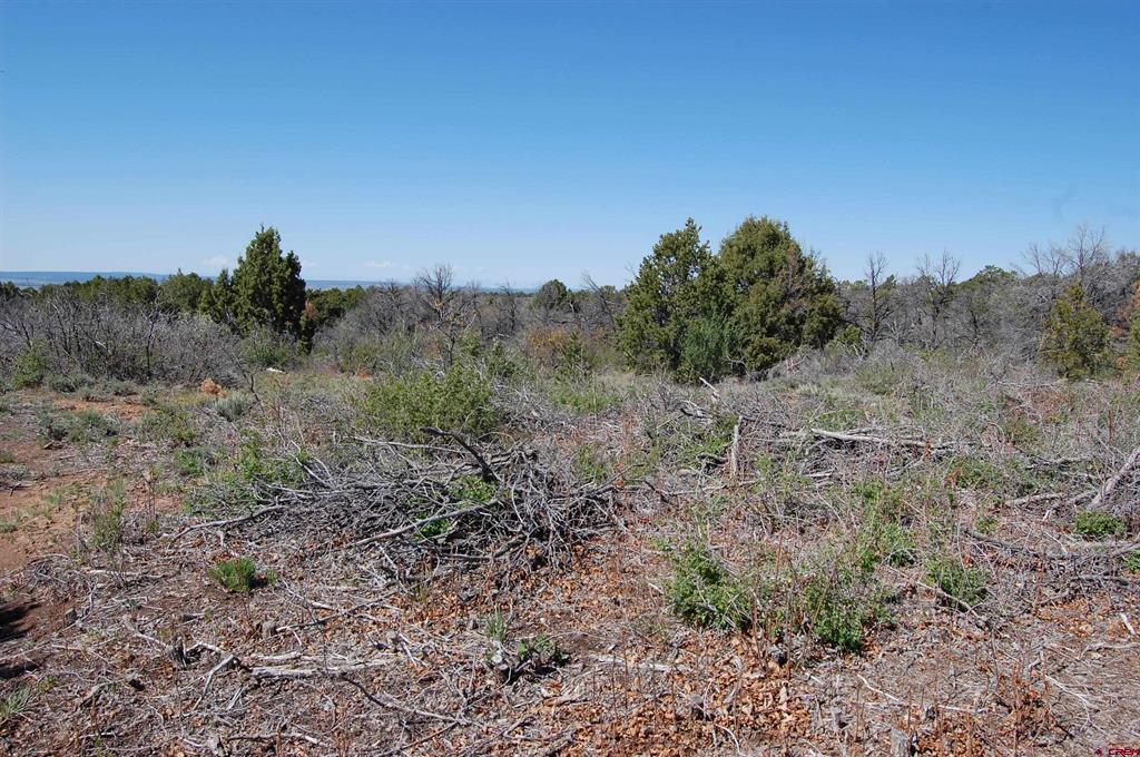 4195 De Oro Way Property Photo 11