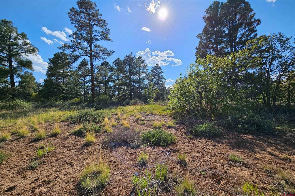 1305 Trails Boulevard Property Photo 16