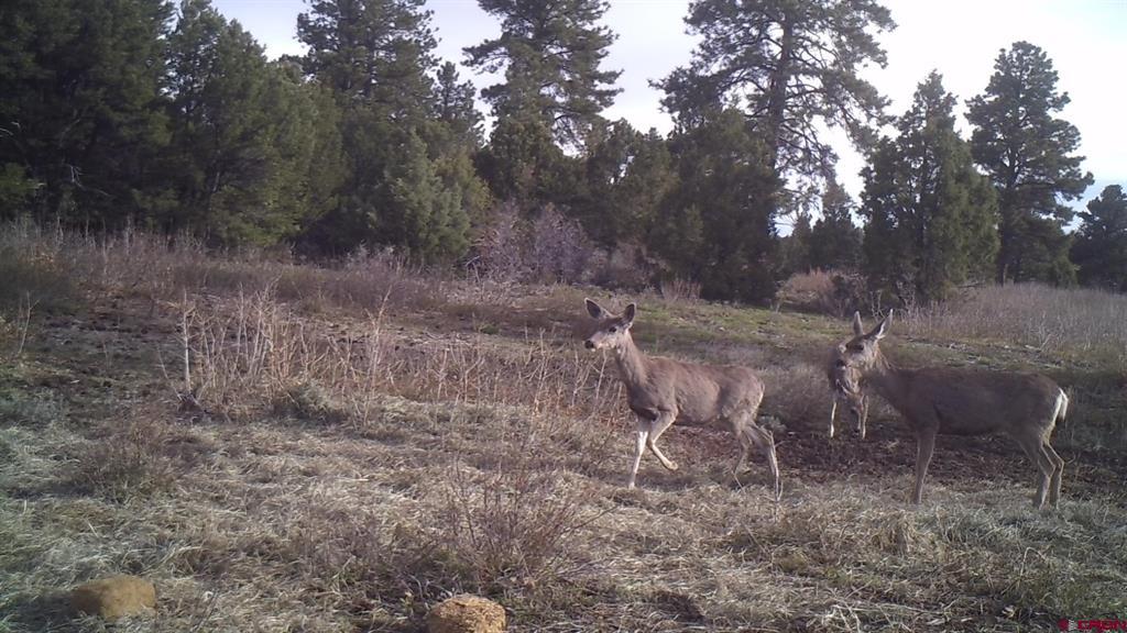 Tdb Homestead Government Springs Road Roads Property Photo 6