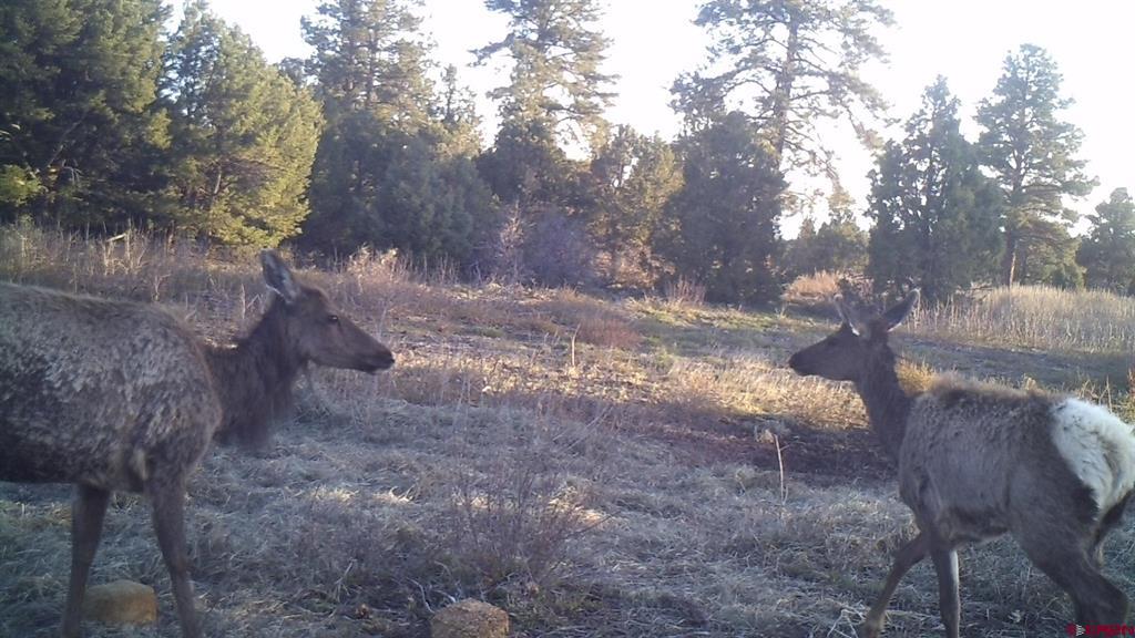 Tdb Homestead Government Springs Road Roads Property Photo 7