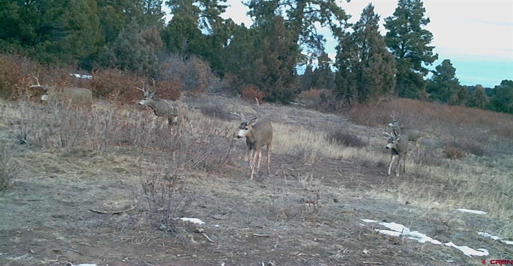 Tdb Homestead Government Springs Road Roads Property Photo 10