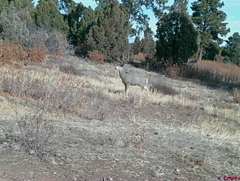 Tdb Homestead Government Springs Road Roads Property Photo 11