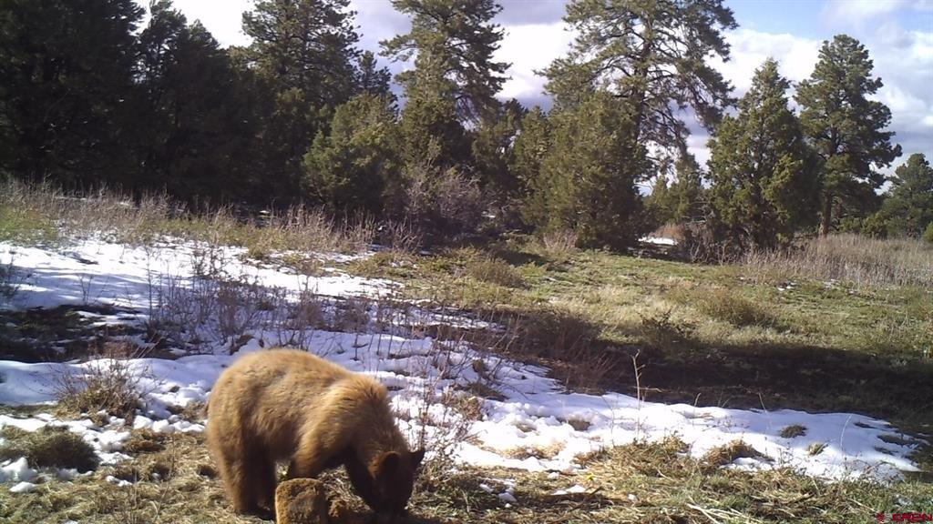 Tdb Homestead Government Springs Road Roads Property Photo 17