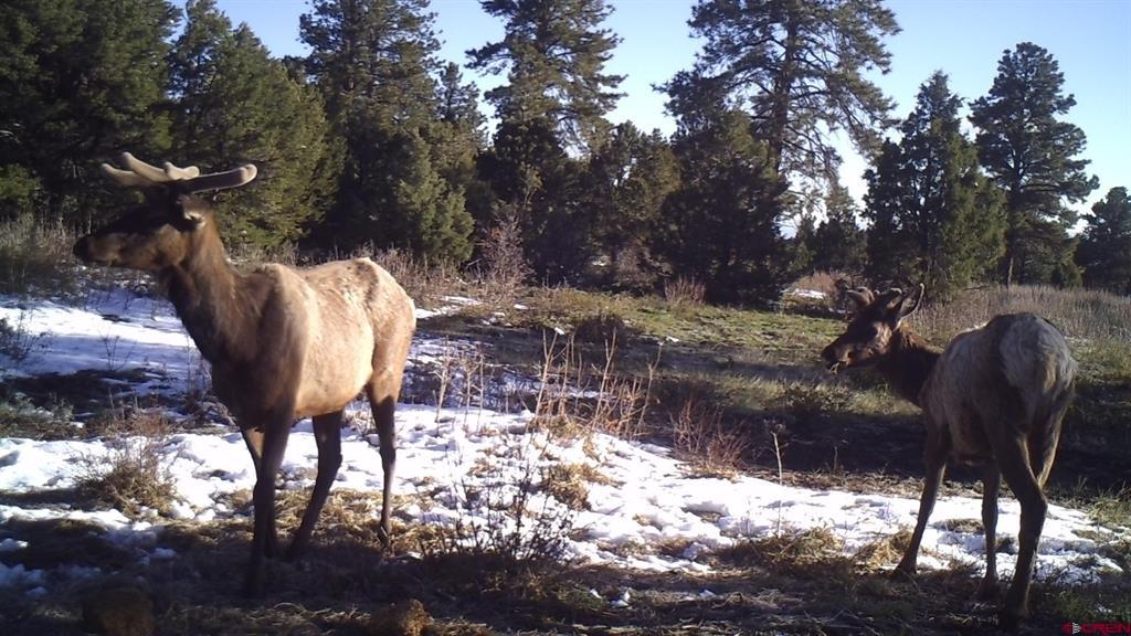Tdb Homestead Government Springs Road Roads Property Photo 18