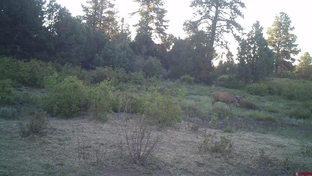 Tdb Homestead Government Springs Road Roads Property Photo 21