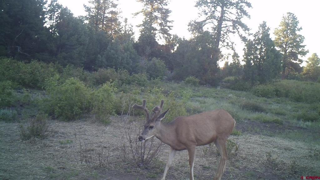 Tdb Homestead Government Springs Road Roads Property Photo 22