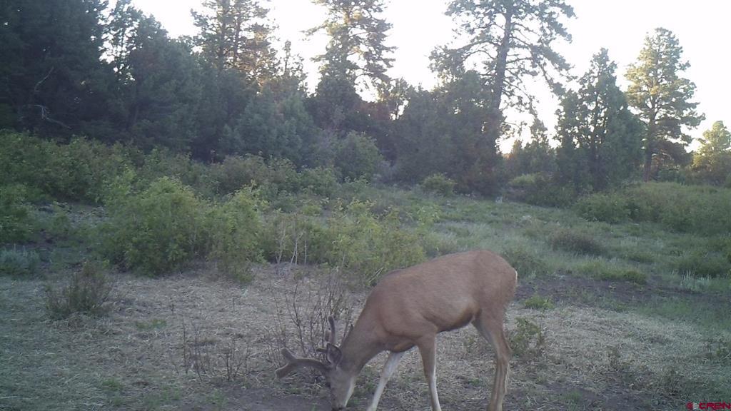 Tdb Homestead Government Springs Road Roads Property Photo 23