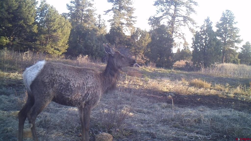 Tdb Homestead Government Springs Road Roads Property Photo 27