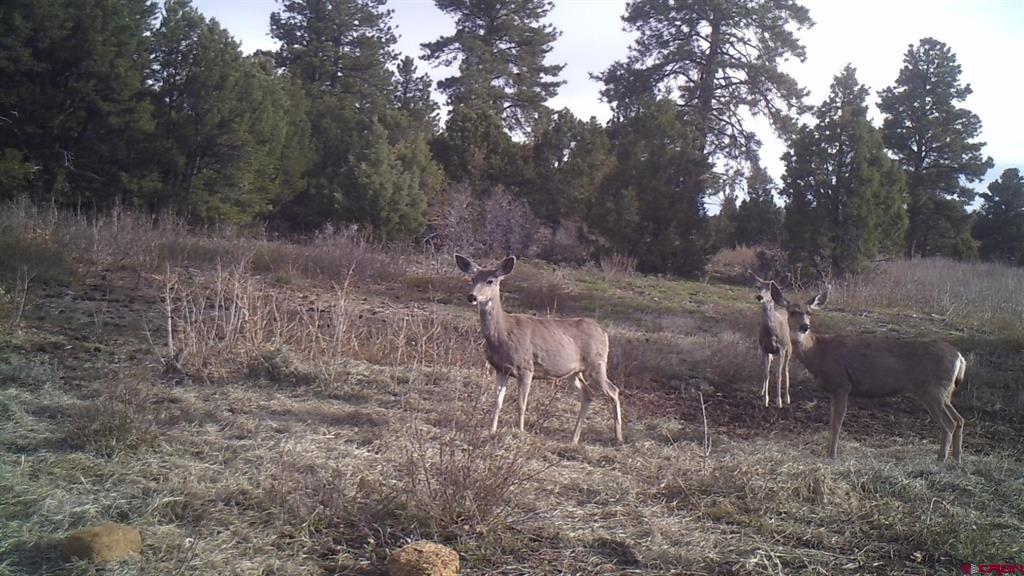 Tdb Homestead Government Springs Road Roads Property Photo 28