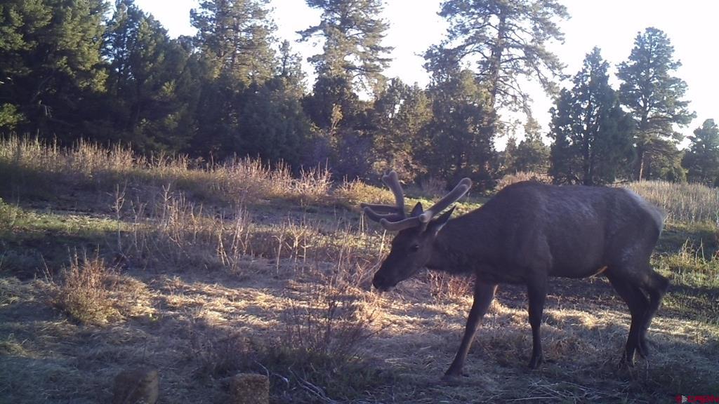 Tdb Homestead Government Springs Road Roads Property Photo 29