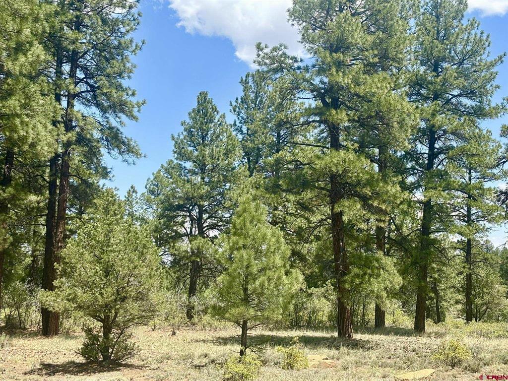 60 Fisher Canyon Drive Property Photo 7