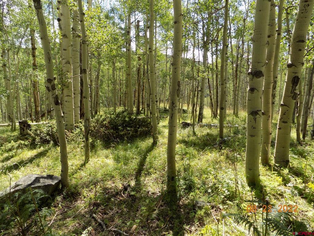 #tbd Usfs Rd 763 Road Property Photo 3