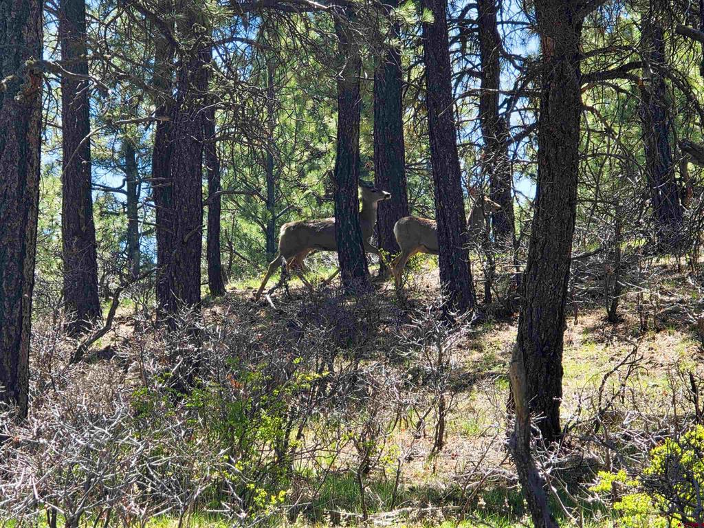 109 Hemlock Property Photo 28