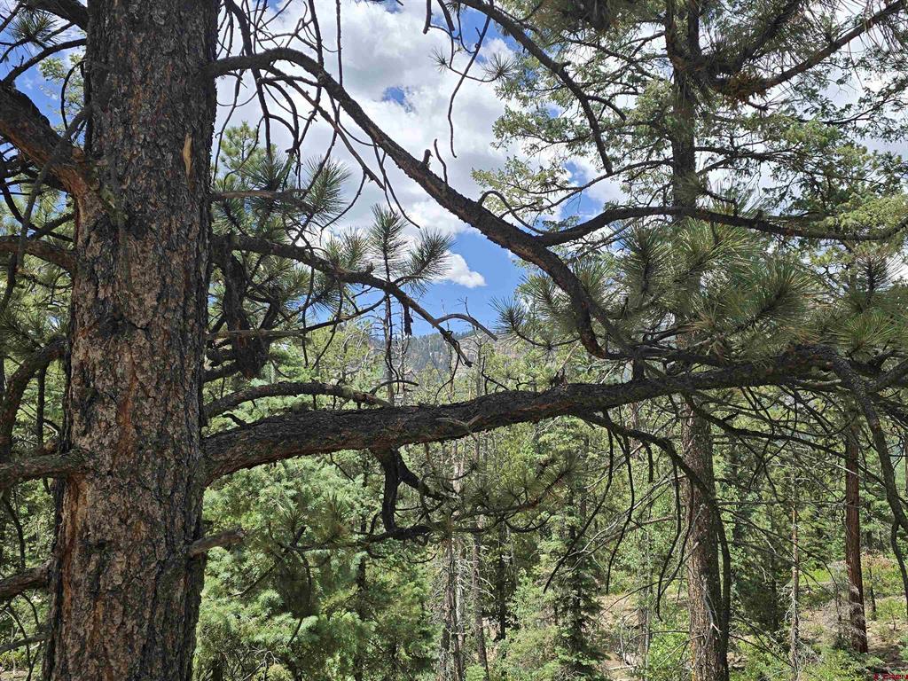 67 Big Pine Trail Property Photo 3