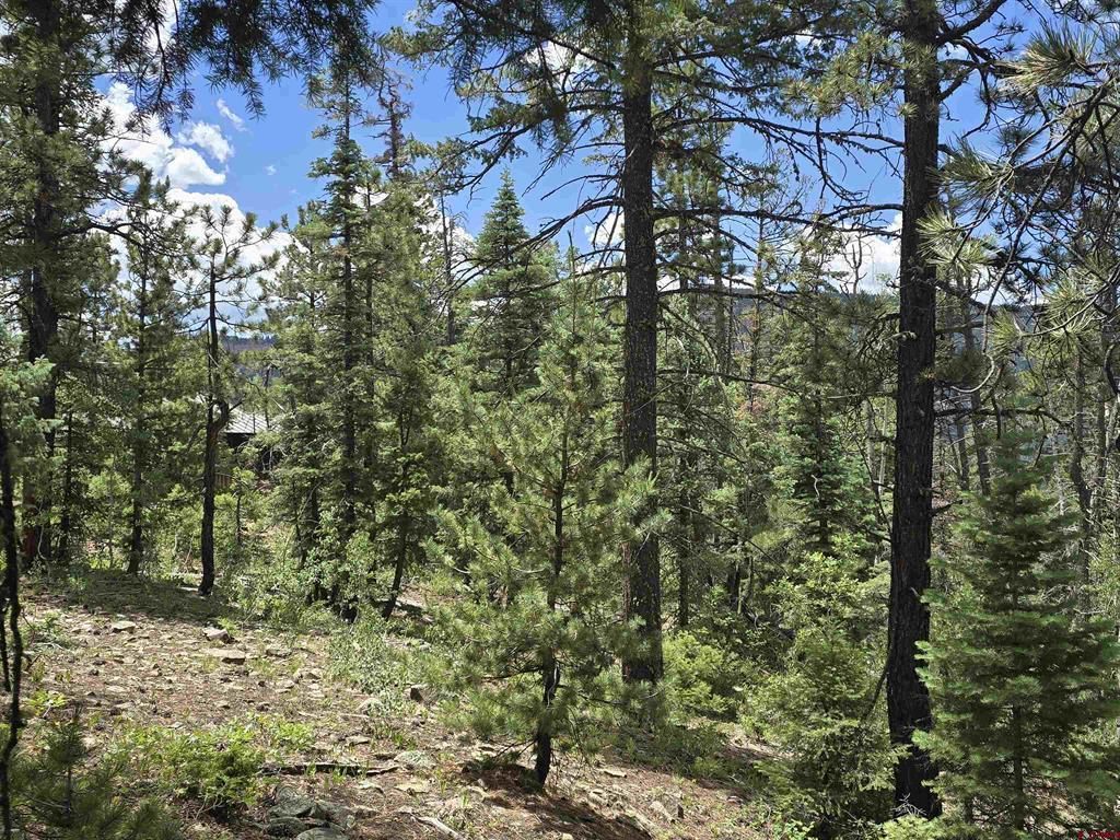 67 Big Pine Trail Property Photo 6