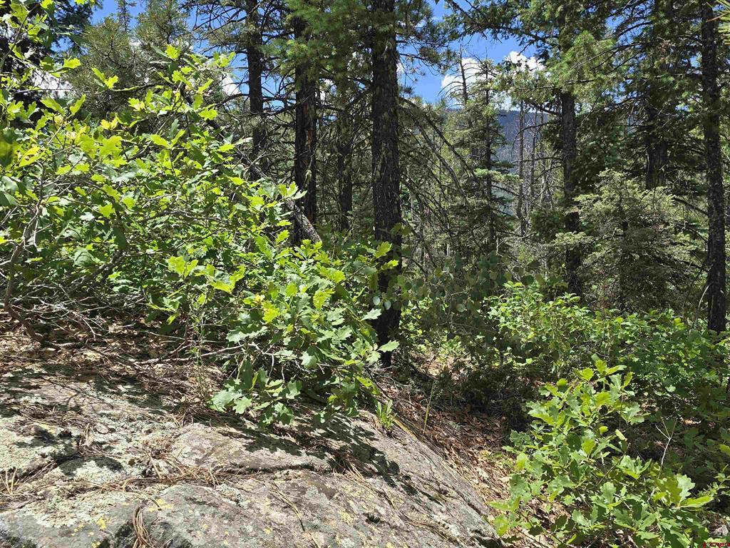 67 Big Pine Trail Property Photo 8
