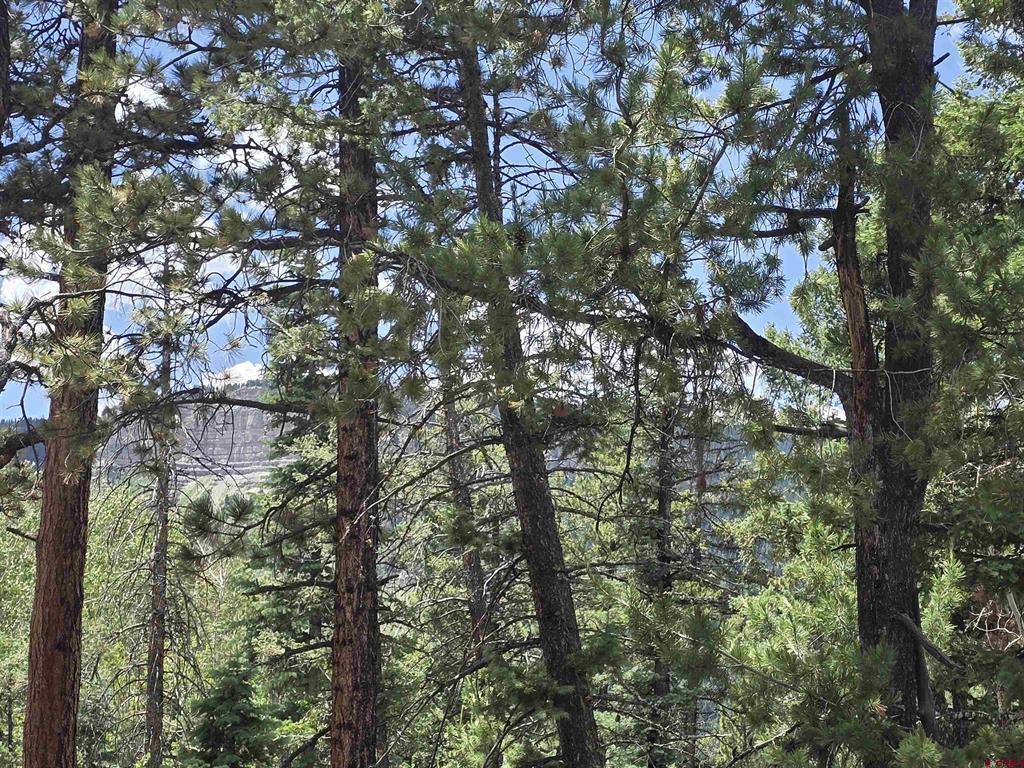 67 Big Pine Trail Property Photo 10