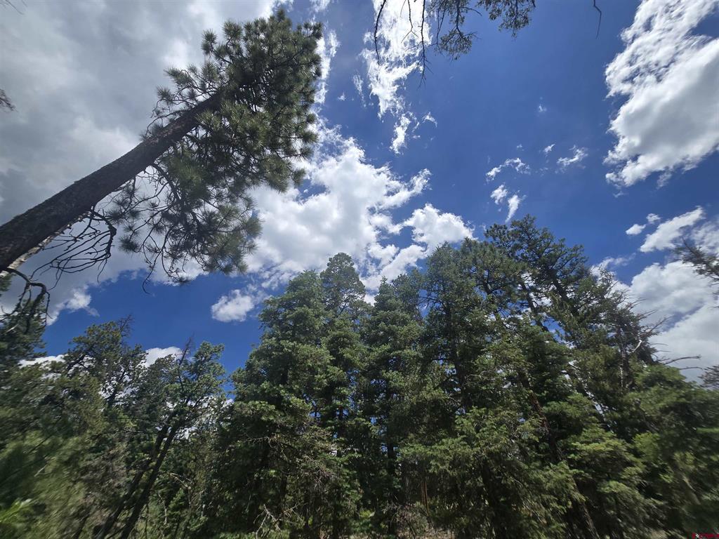 67 Big Pine Trail Property Photo 12