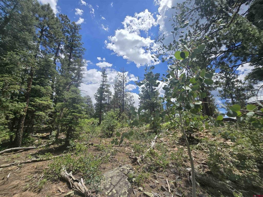 67 Big Pine Trail Property Photo 13