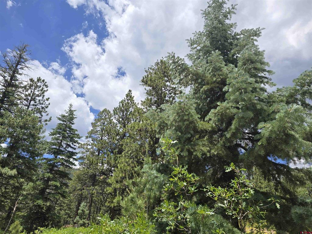 67 Big Pine Trail Property Photo 14