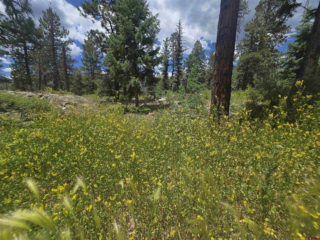 67 Big Pine Trail Property Photo 15