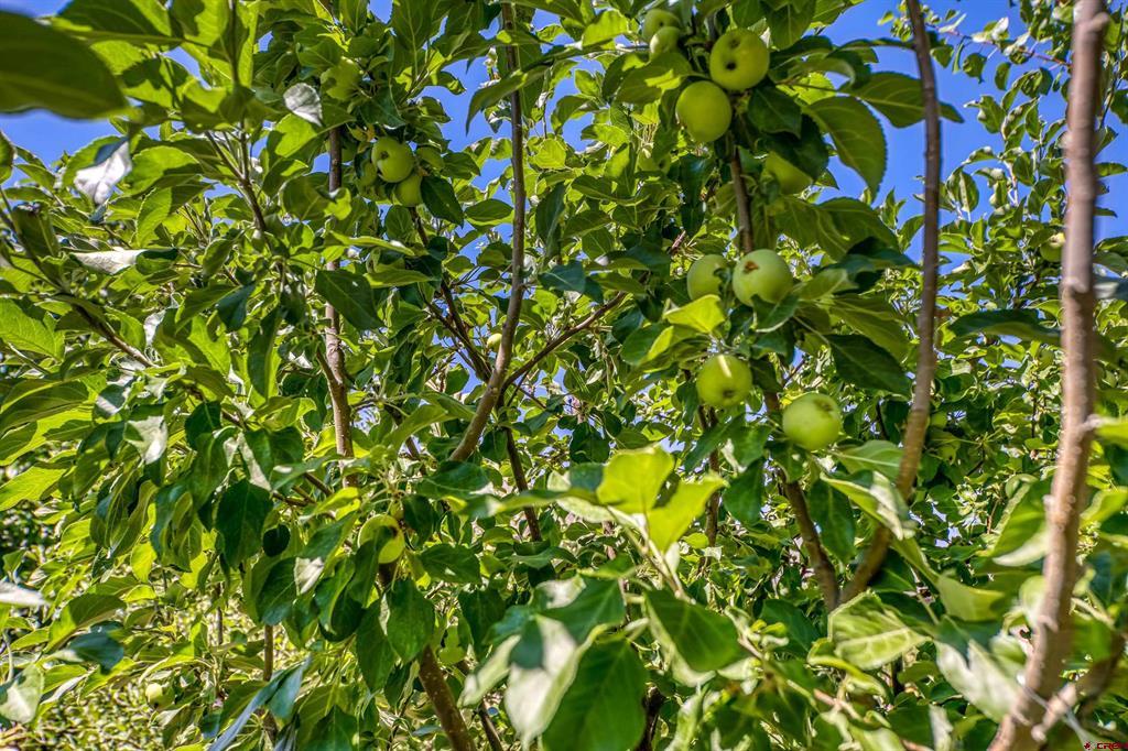 1437 Criterion Street Property Photo 43