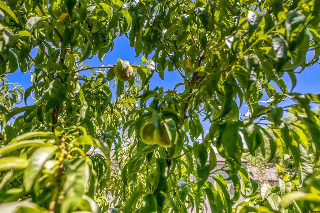 1437 Criterion Street Property Photo 44