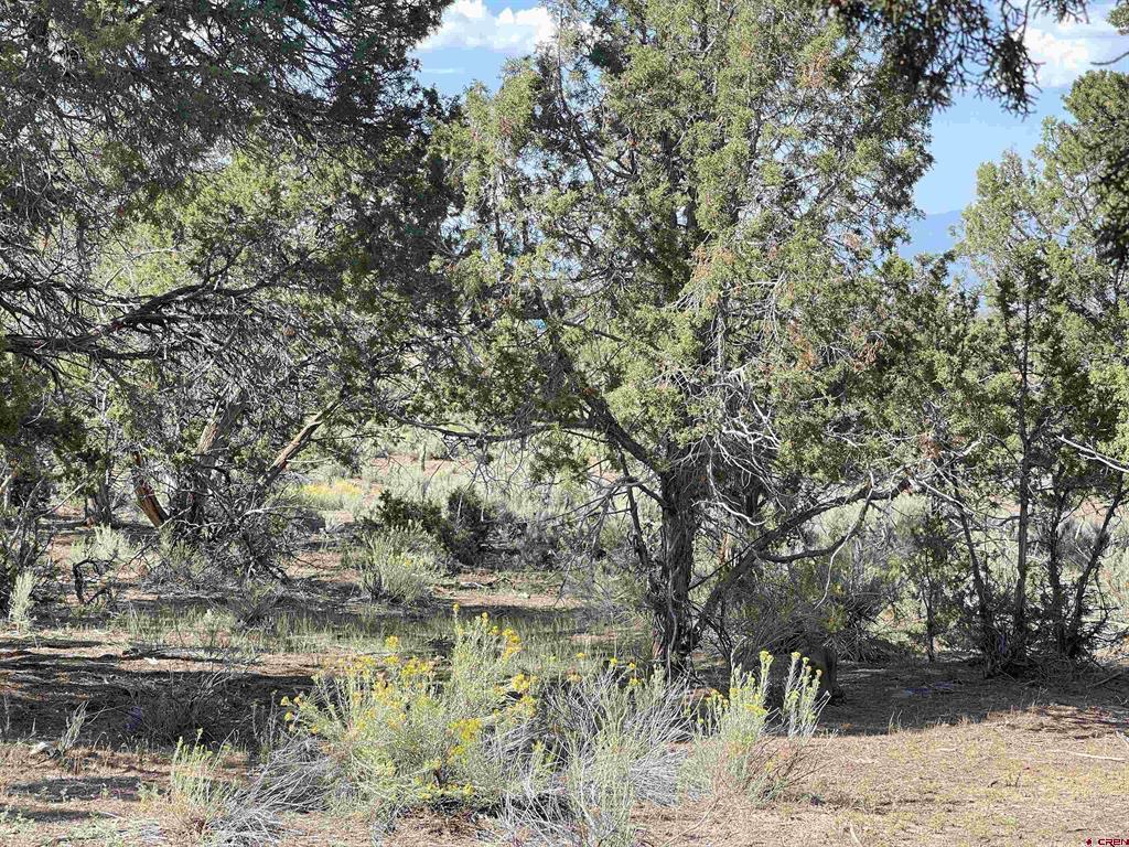 2001 Black Canyon Rd Property Photo 35
