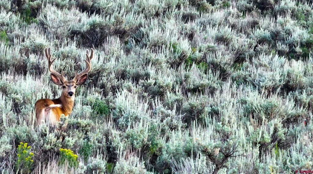 000 Highway 133 Property Photo 4