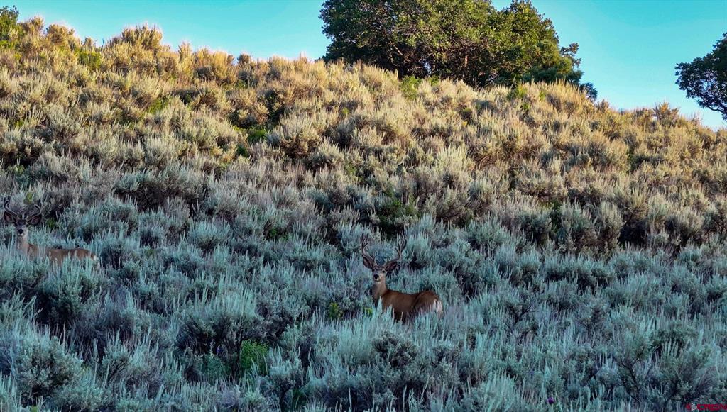 000 Highway 133 Property Photo 5