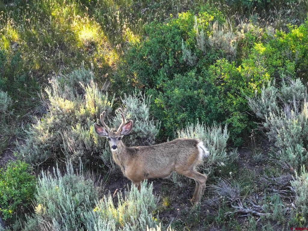 000 Highway 133 Property Photo 13