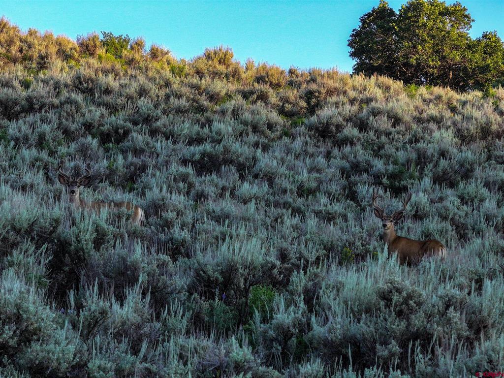 000 Highway 133 Property Photo 16